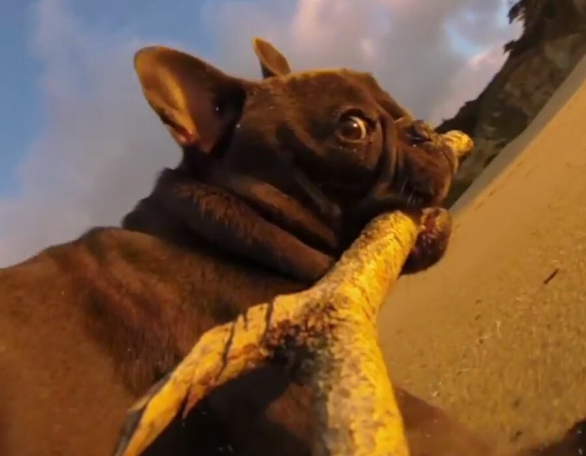 Fully Charged: iPhone camera goes slo-mo, GoPro plays fetch with a pug and Dropbox gets ambitious