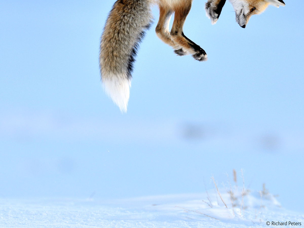 EVENT TO VISIT: WILDLIFE PHOTOGRAPHER OF THE YEAR