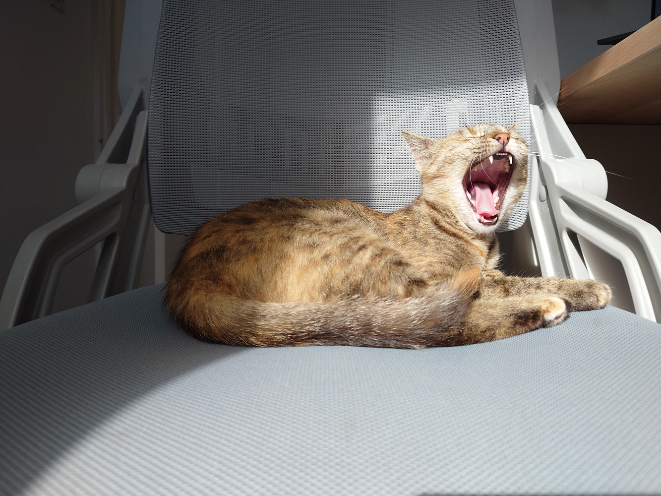 Stuff Sony Xperia 1 IV camera samples fast tracking of cat yawning