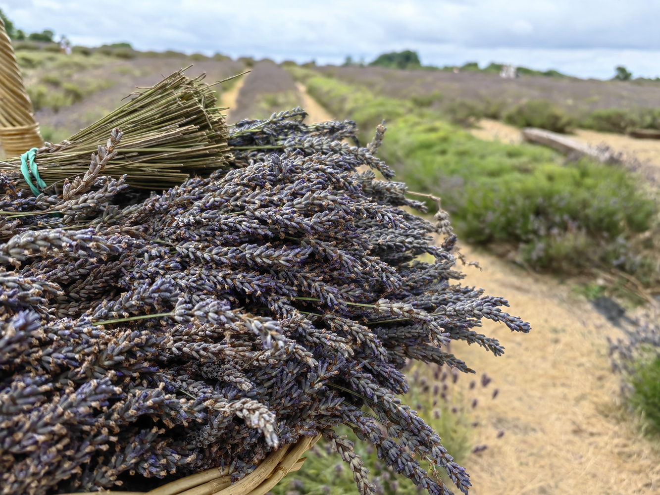 Huawei Mate Xs 2 camera samples lavender bokeh