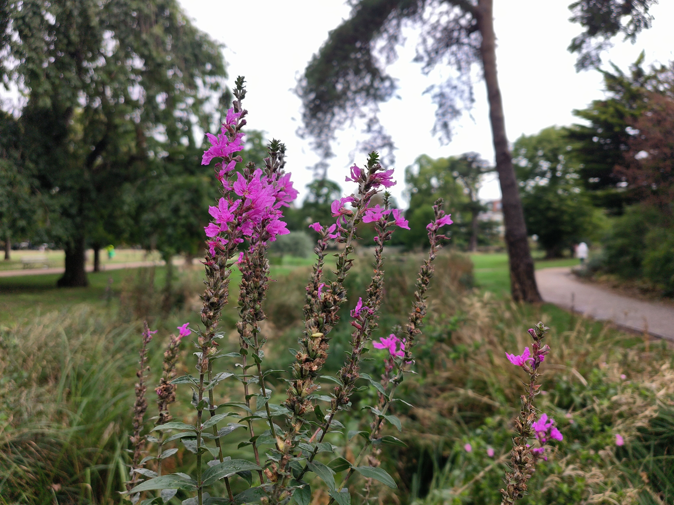 Oppo Reno 8 Pro camera samples flowers