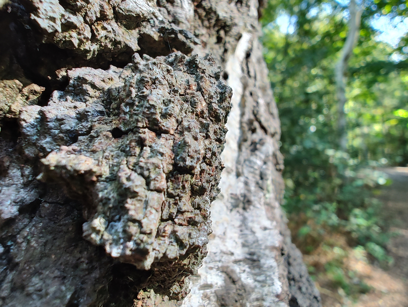 Motorola Edge 30 Ultra camera macro tree