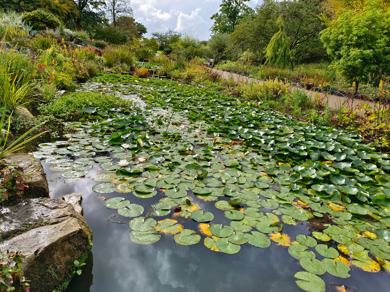 Vivo V25 Pro camera samples pond