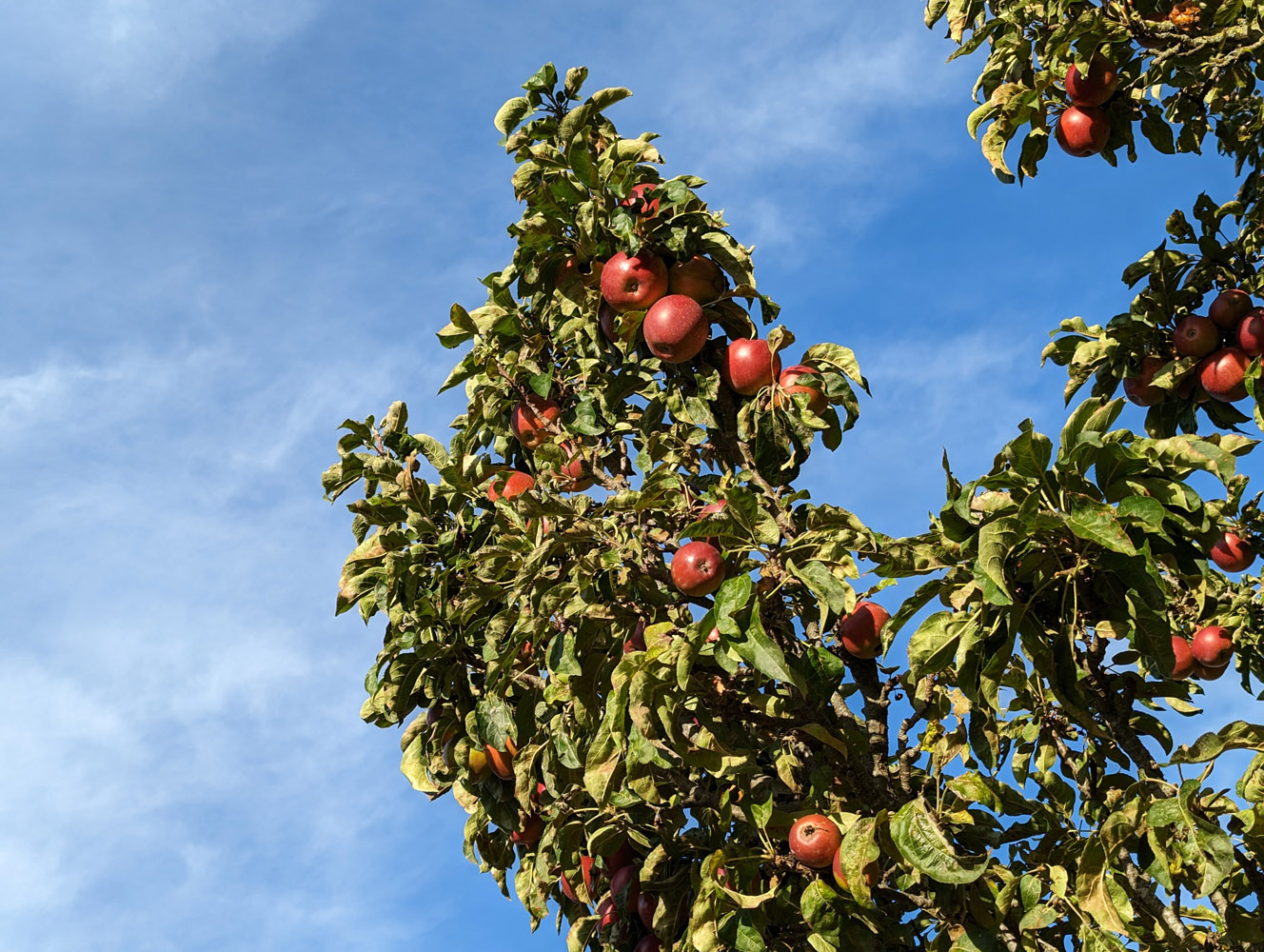 Google Pixel 7 Pro camera samples apple tree