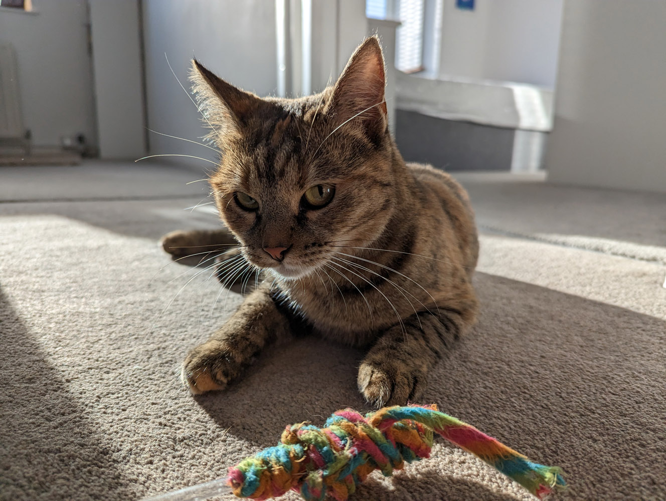 Google Pixel 7 Pro camera samples cat