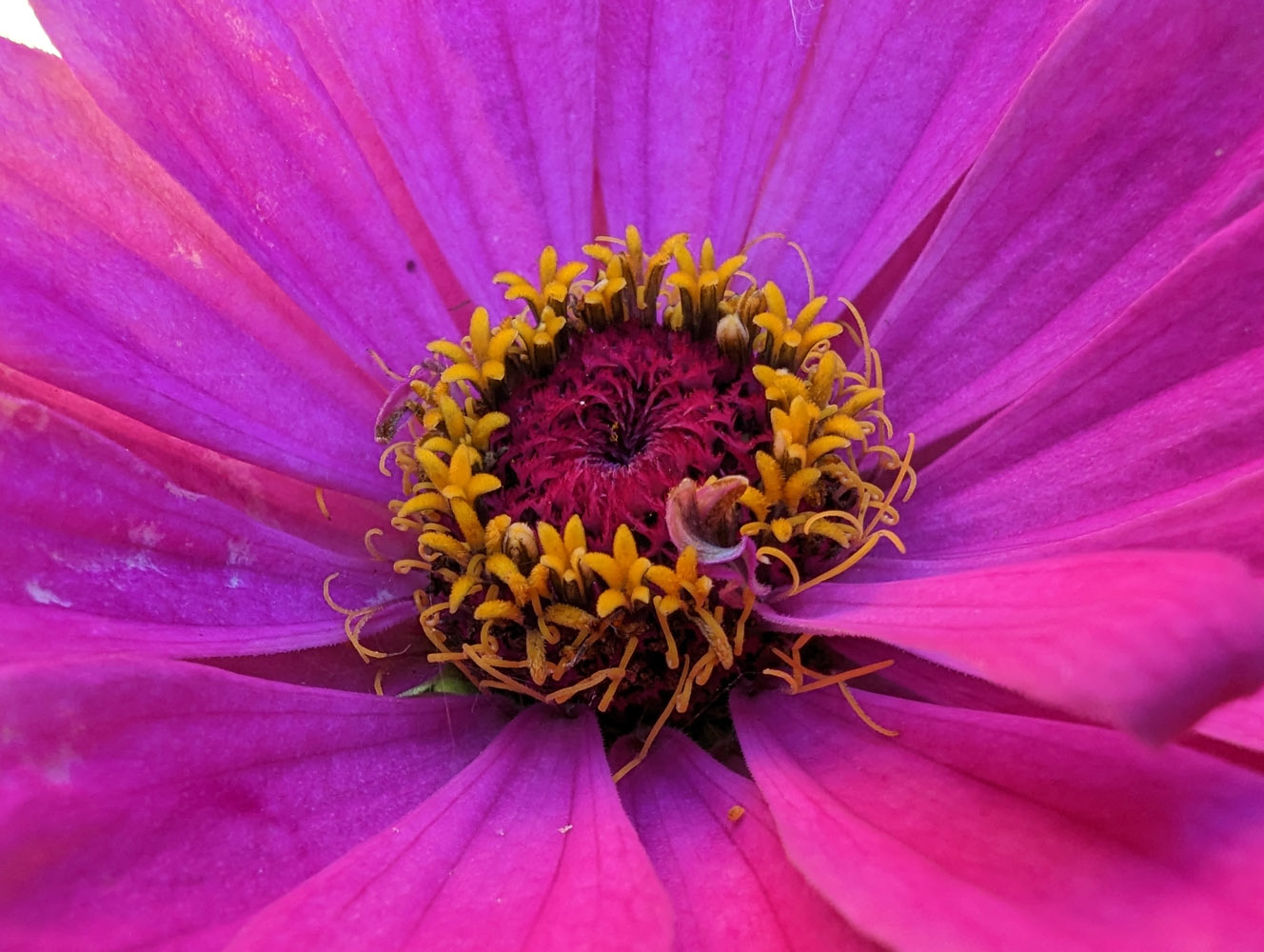 Google Pixel 7 Pro camera samples flower macro