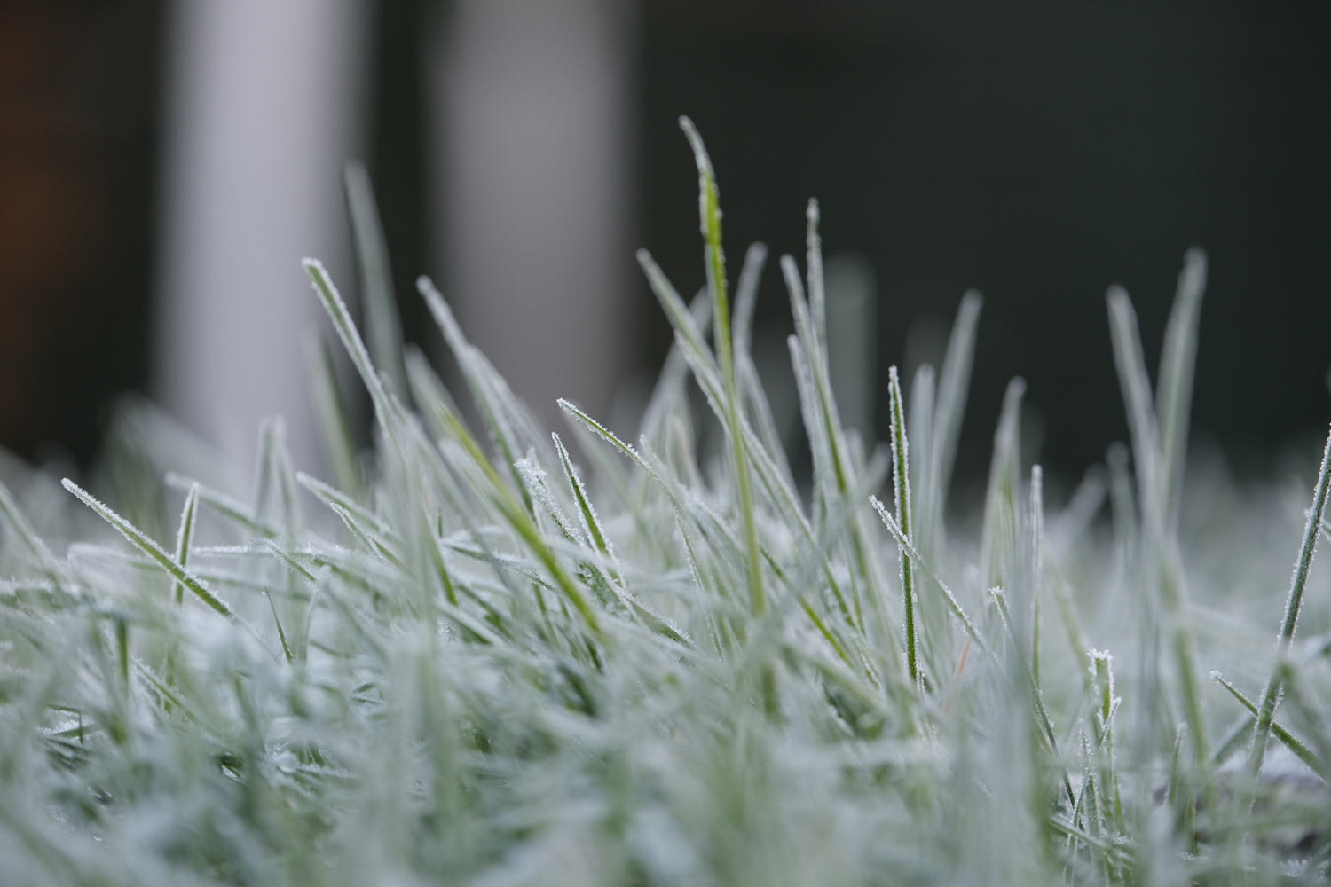 Fujifilm X-T5 camera samples frost grass