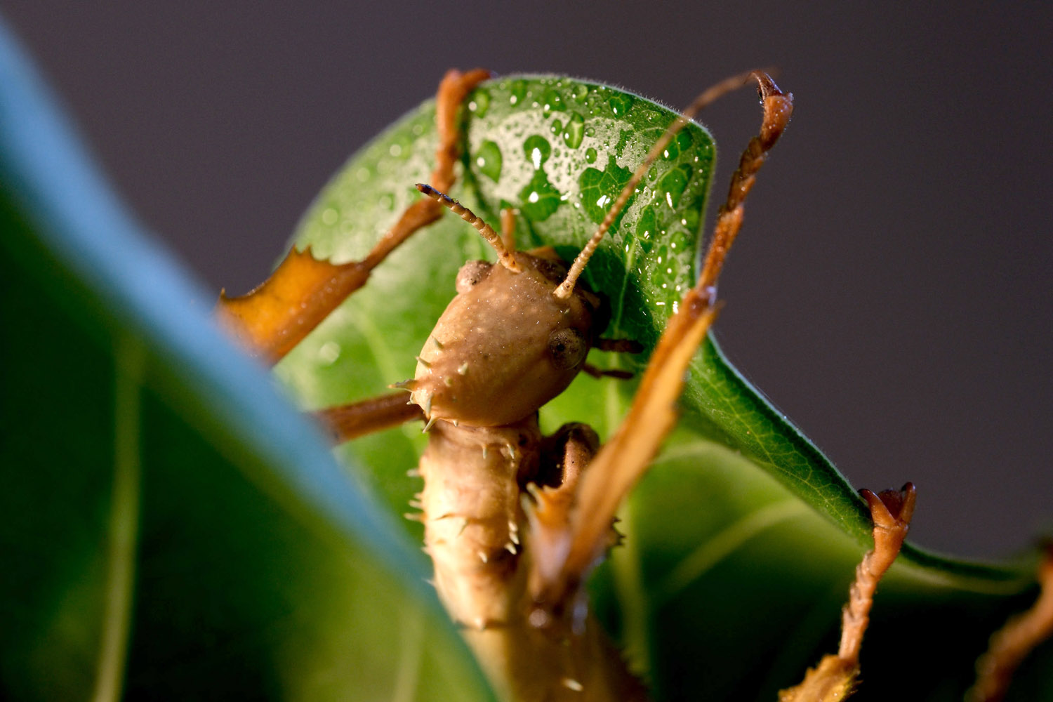 Fujifilm X-T5 camera samples leaf stick insect