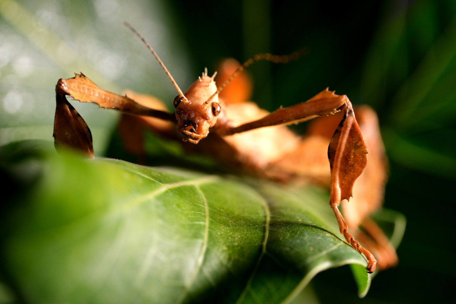 Fujifilm X-T5 camera samples stick insect face on