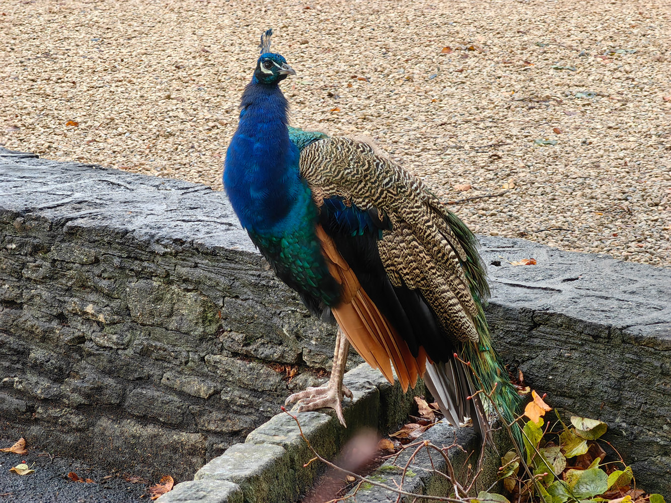 Huawei Mate 50 Pro camera samples peacock