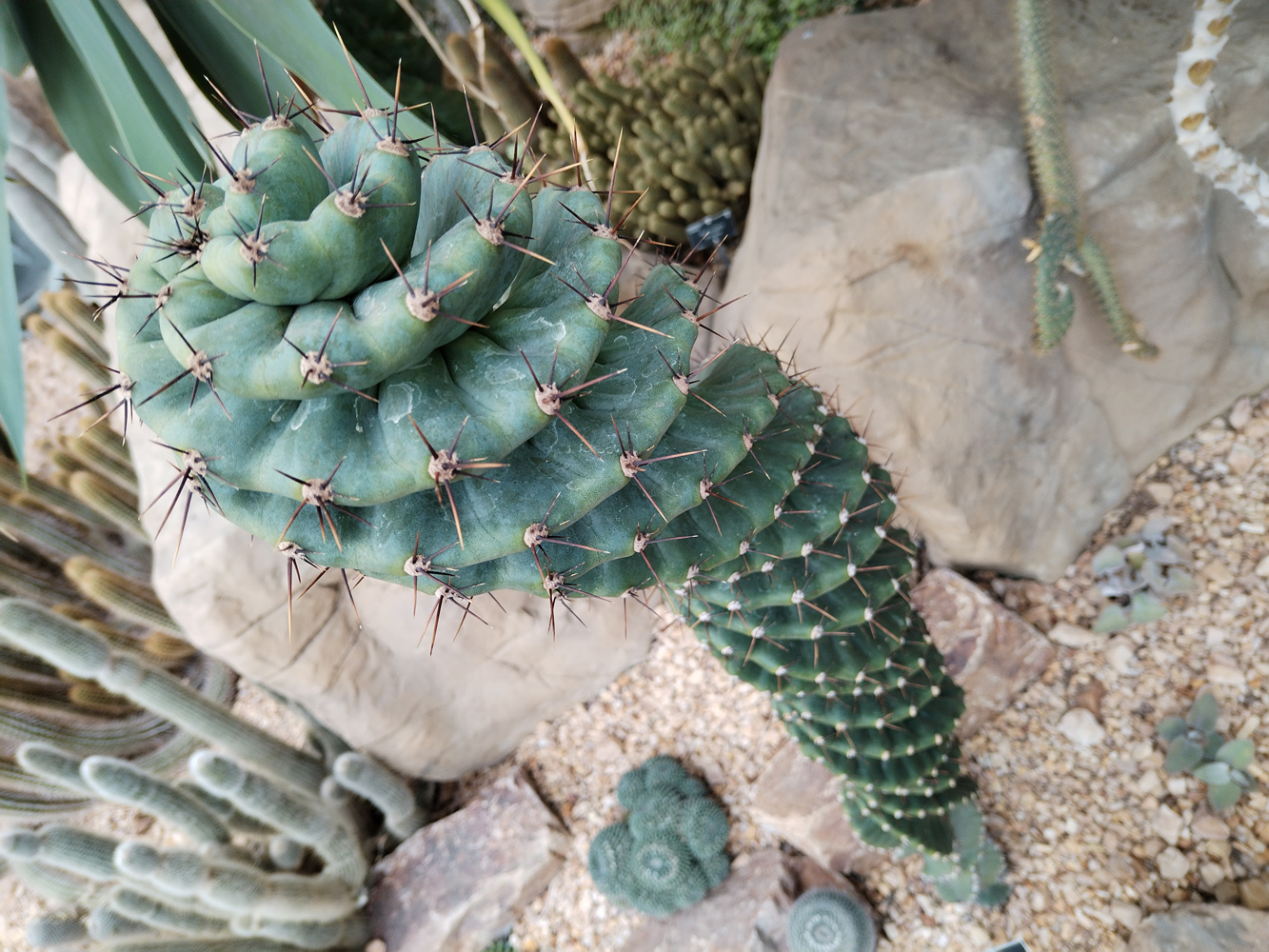 Honor 5 Lite camera samples cactus