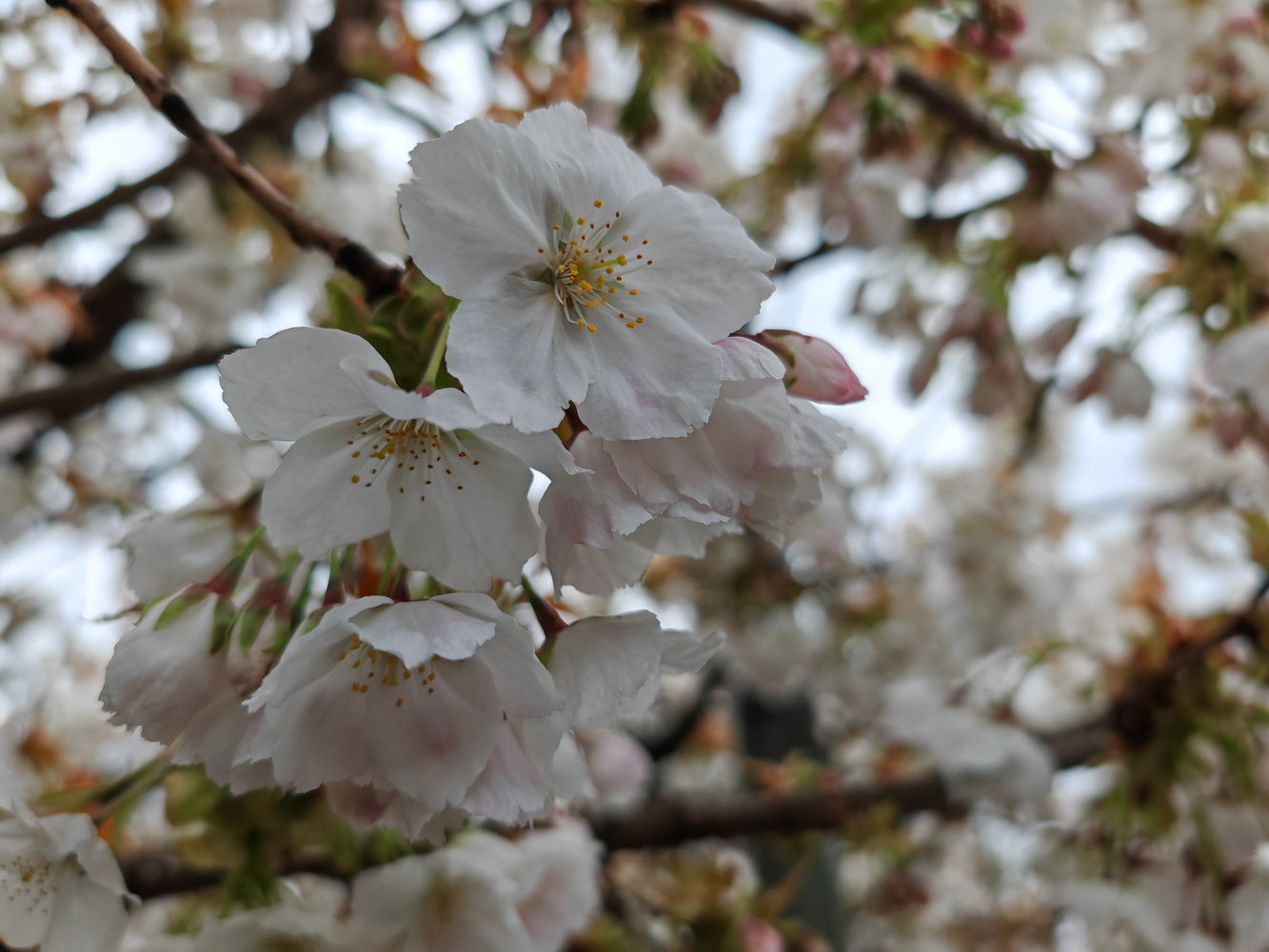 Honor Magic5 Pro camera samples blossom