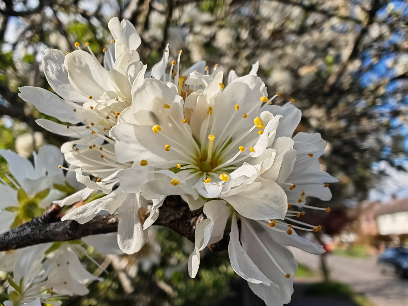Honor Magic5 Pro camera samples super macro blossom