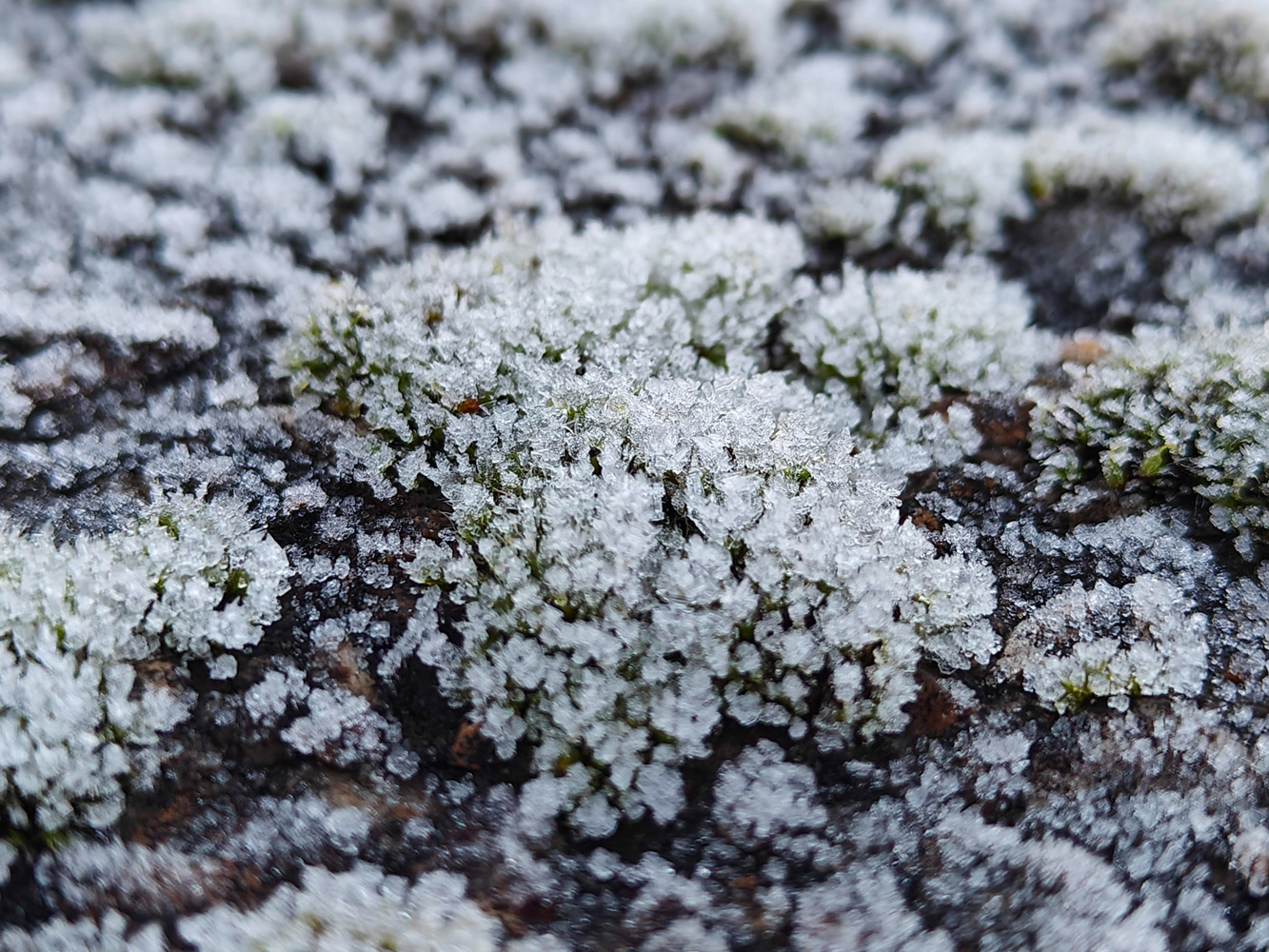 OnePlus 11 camera samples macro moss