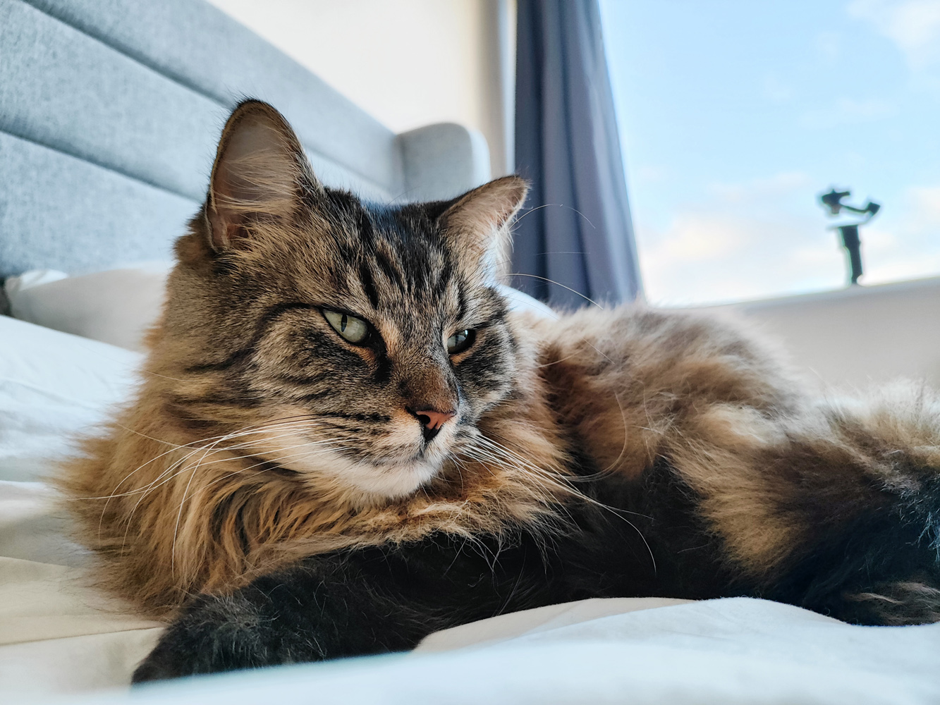 Poco X5 Pro 5G camera samples cat