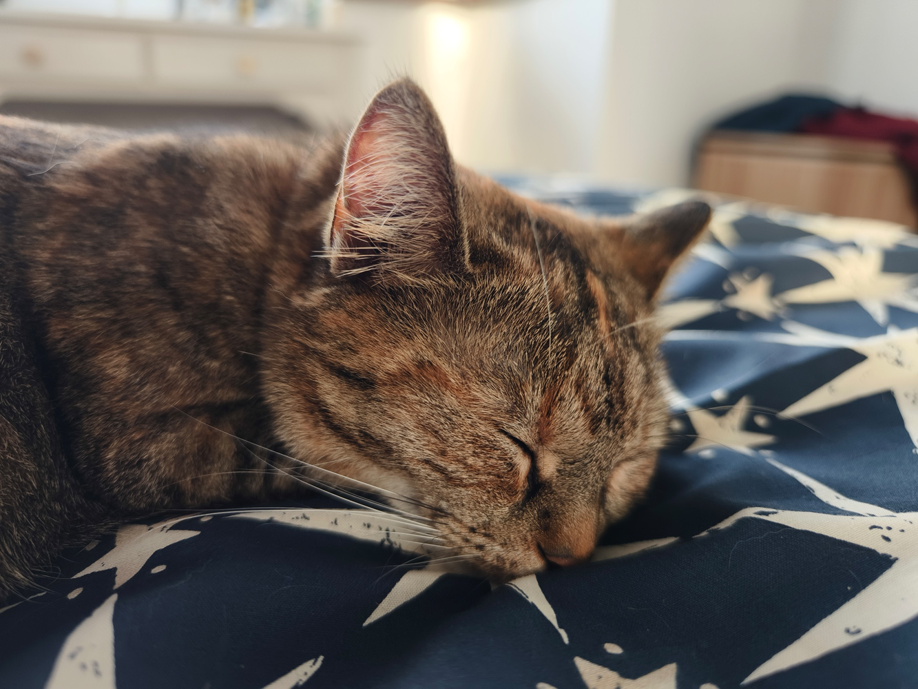 Vivo X90 Pro camera samples sleeping cat