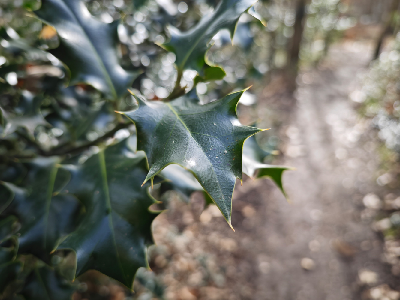 Xiaomi 13 Pro camera samples holly leaves