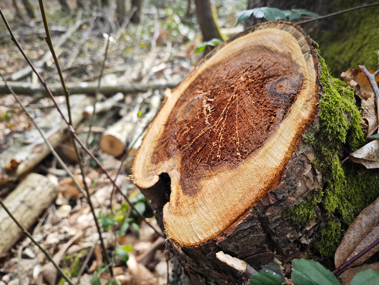 Xiaomi 13 Pro camera samples tree stump