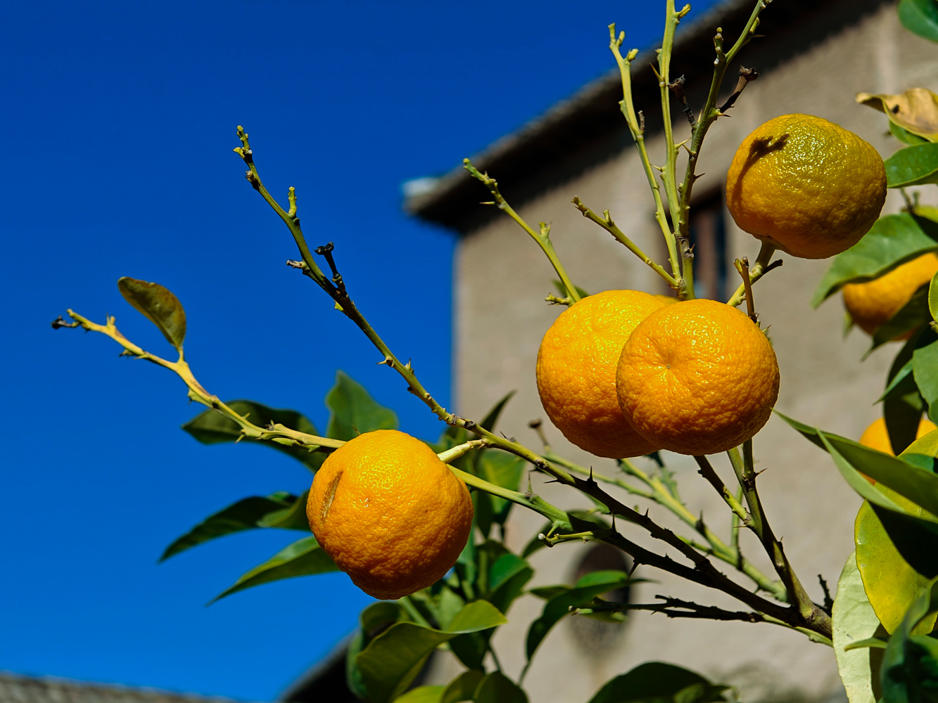 Oppo Find X6 Pro camera samples oranges