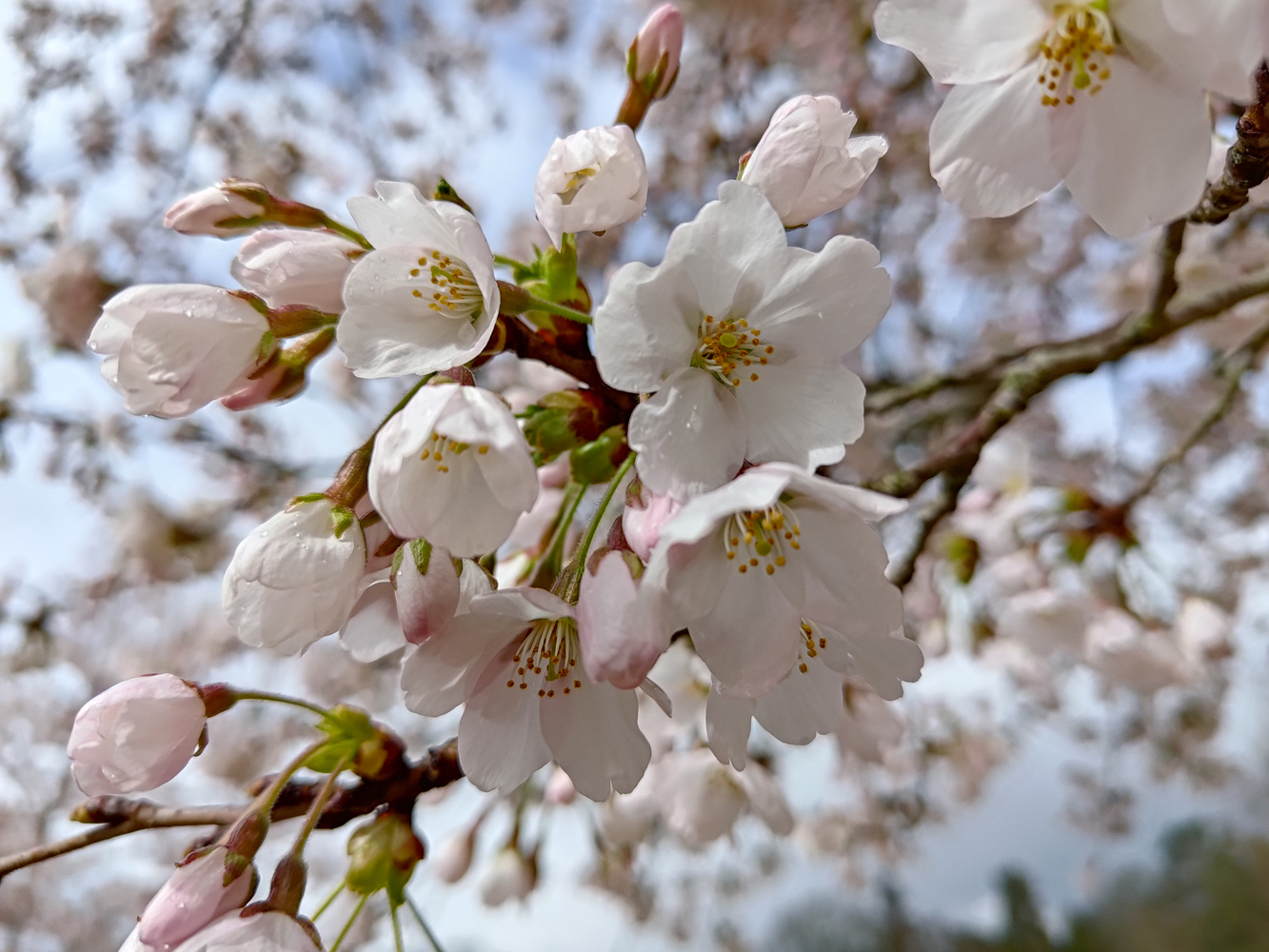 Asus ROG Phone 7 Ultimate camera samples blossom