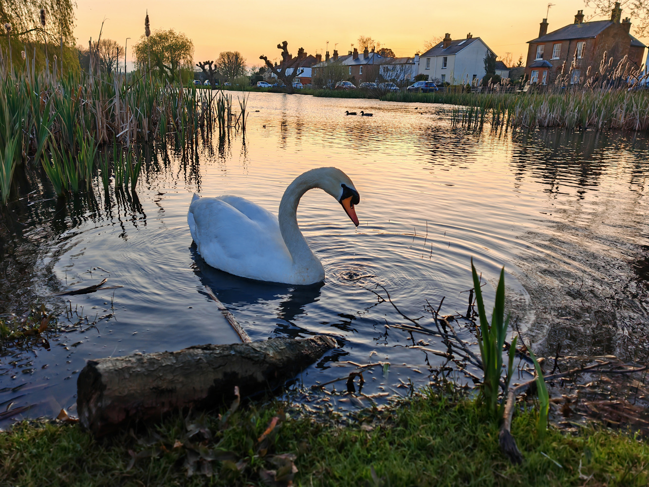 Honor Magic5 Pro camera samples swan
